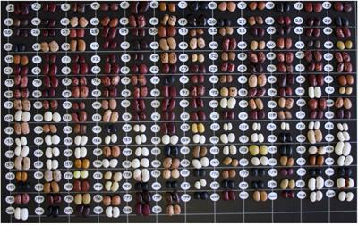 Novel candidate loci for morpho-agronomic and seed quality traits detected by targeted genotyping-by-sequencing in common bean